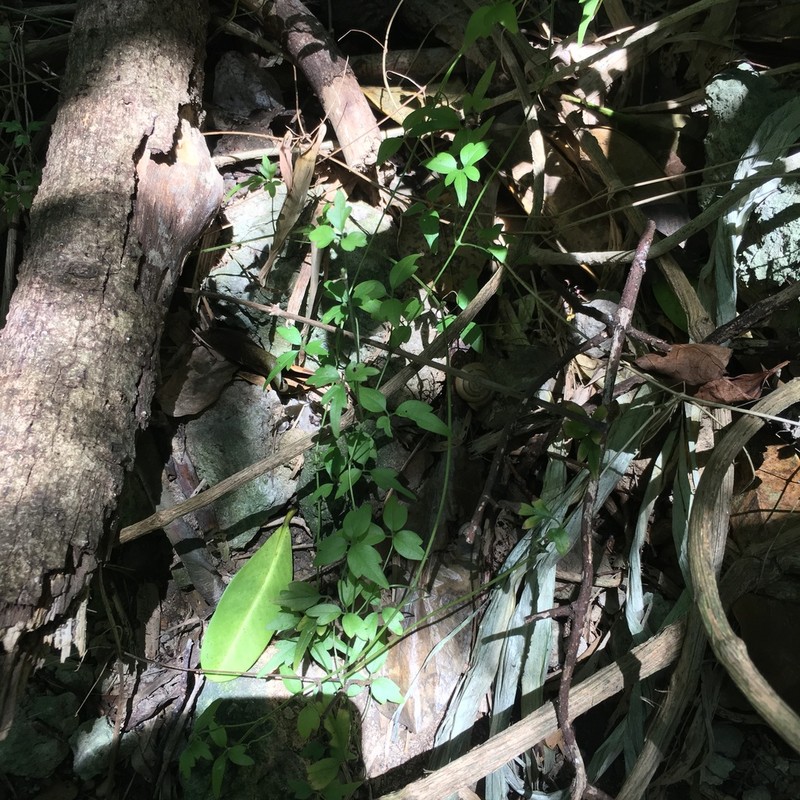 Clematis formosana photo 7