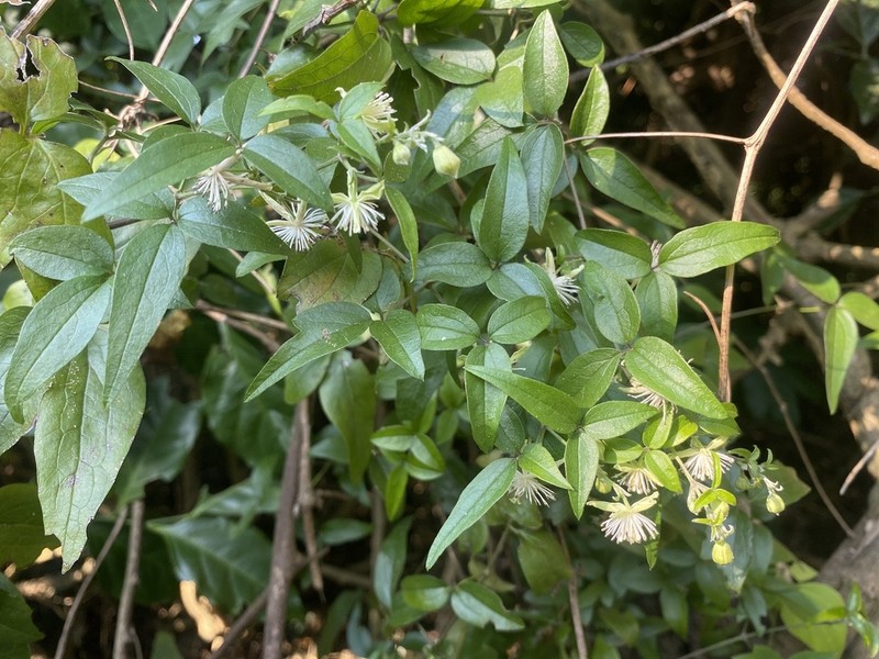 Clematis formosana photo 8