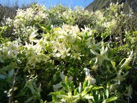 Clematis forsteri