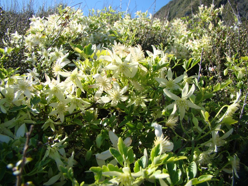 Clematis forsteri