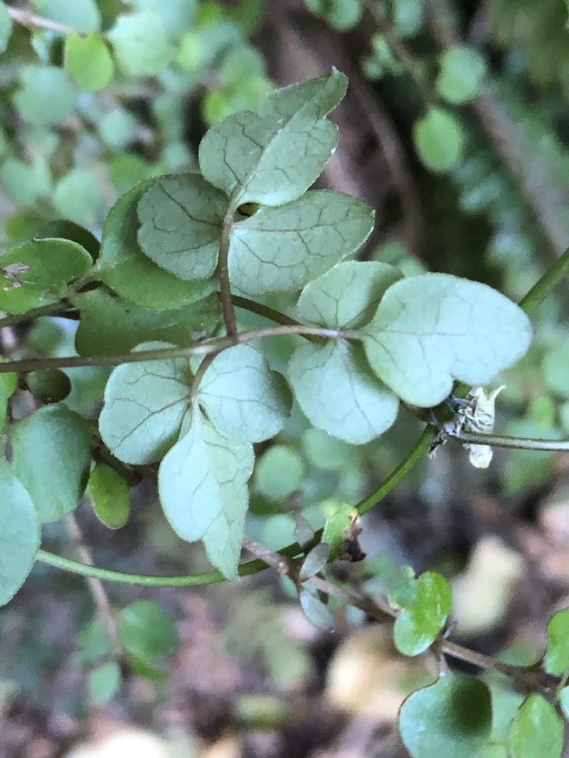 Clematis forsteri photo 2