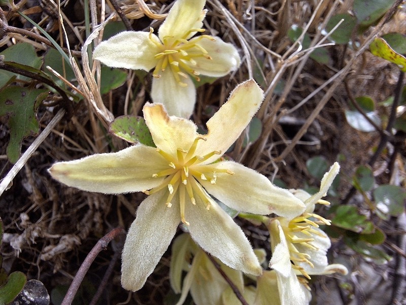 Clematis forsteri photo 4