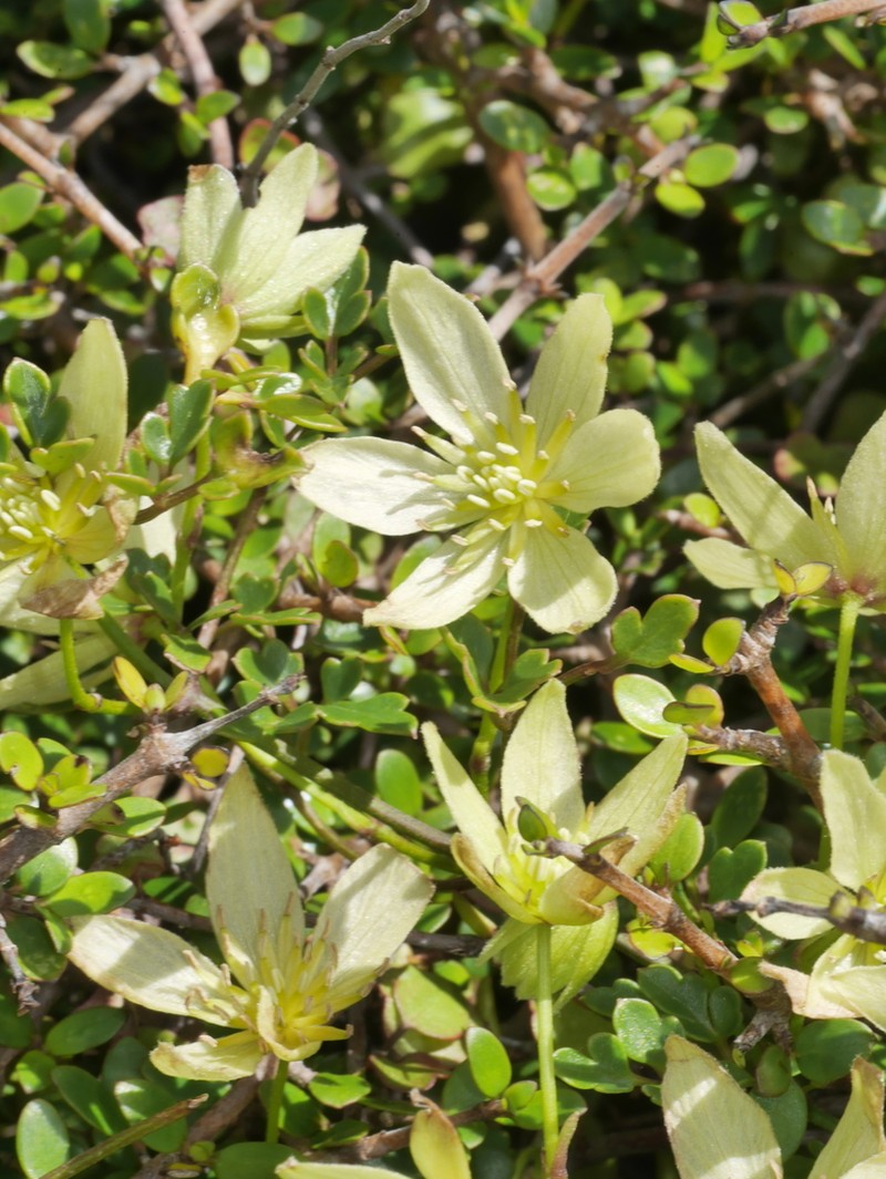 Clematis forsteri photo 5