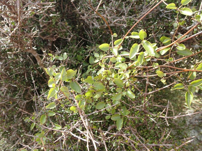 Clematis forsteri photo 6