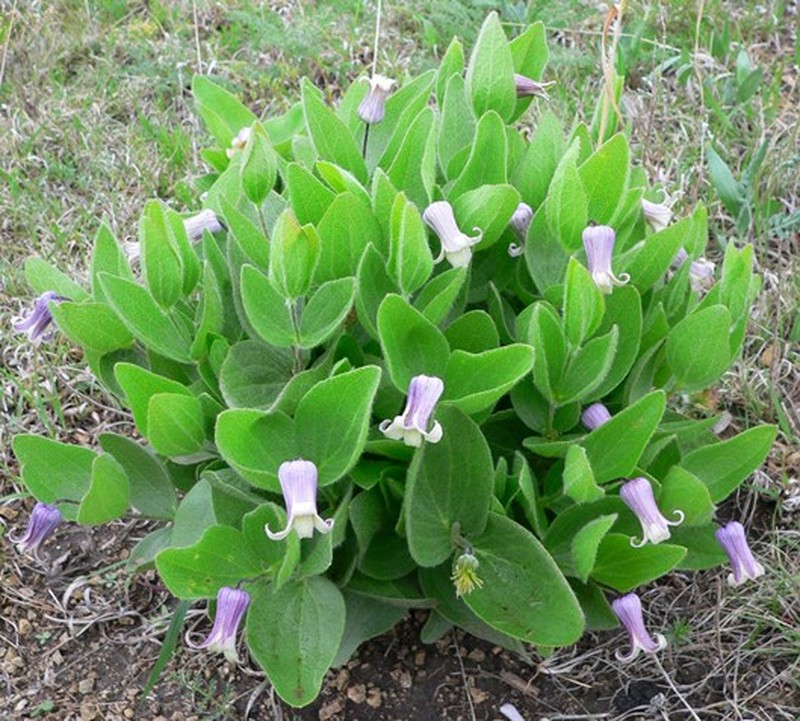 Fremont's Leather Flower