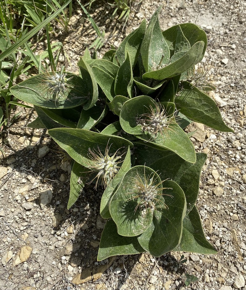 Fremont's Leather Flower photo 5