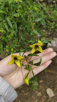 Clematis fruticosa