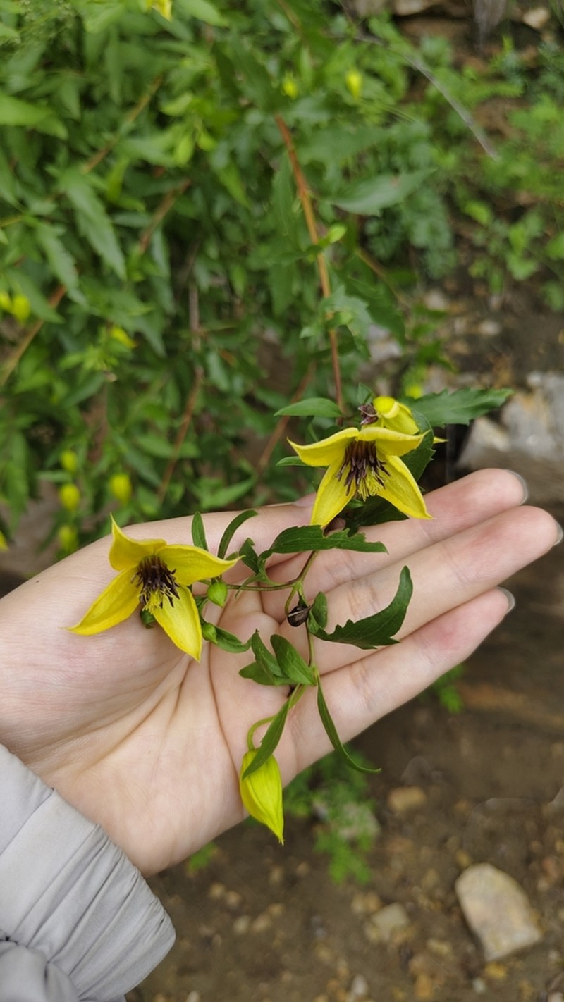 Clematis fruticosa