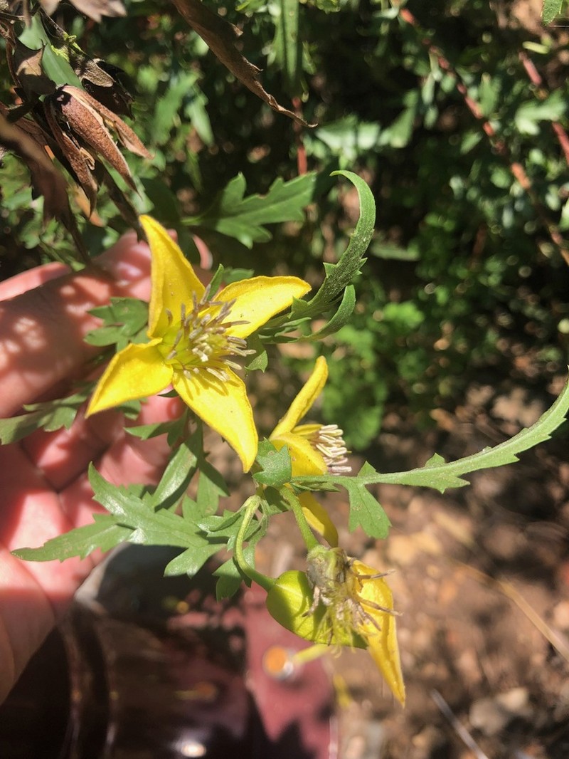 Clematis fruticosa photo 2