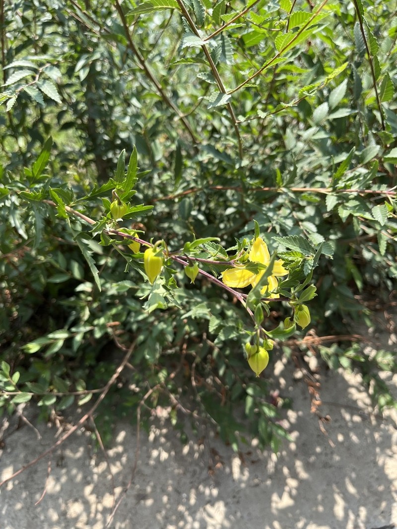 Clematis fruticosa photo 3