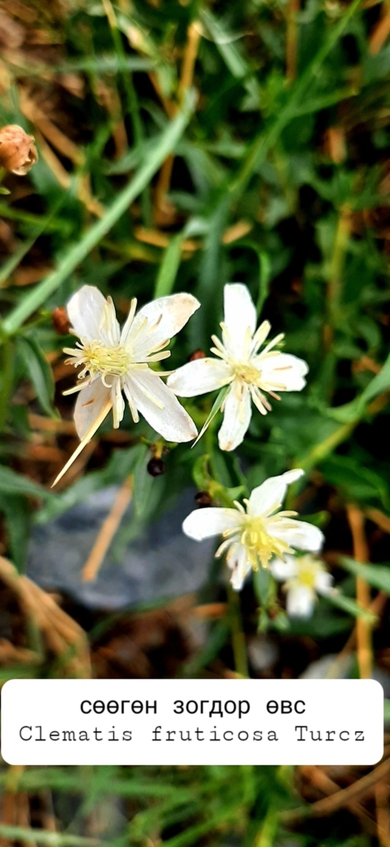 Clematis fruticosa photo 6