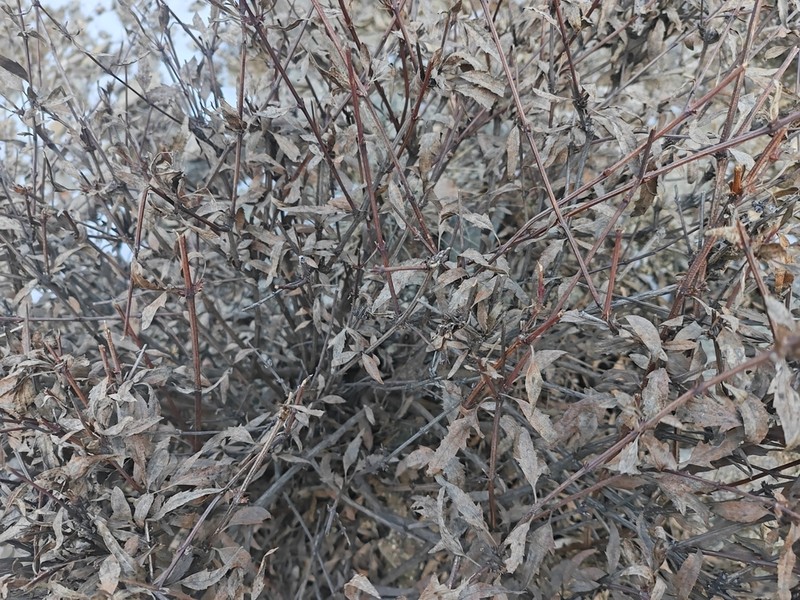 Clematis fruticosa photo 8
