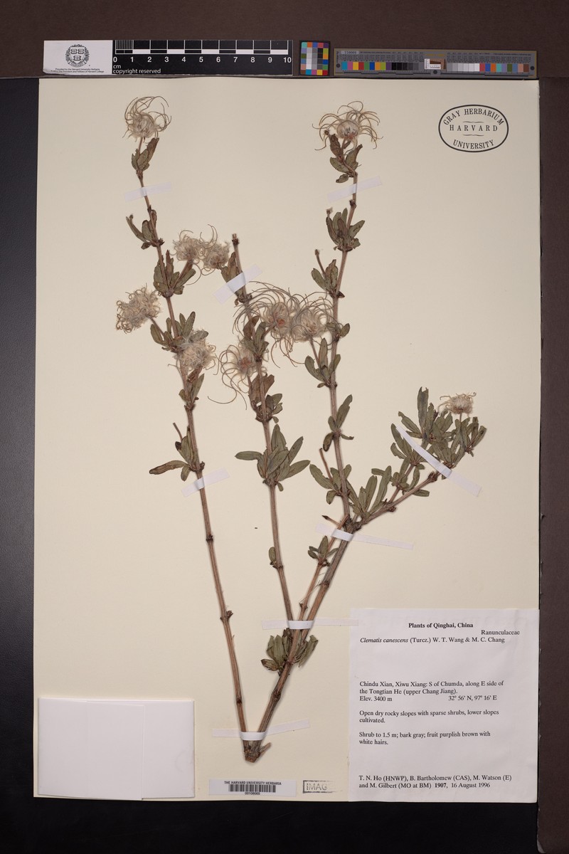 Clematis fruticosa var. canescens