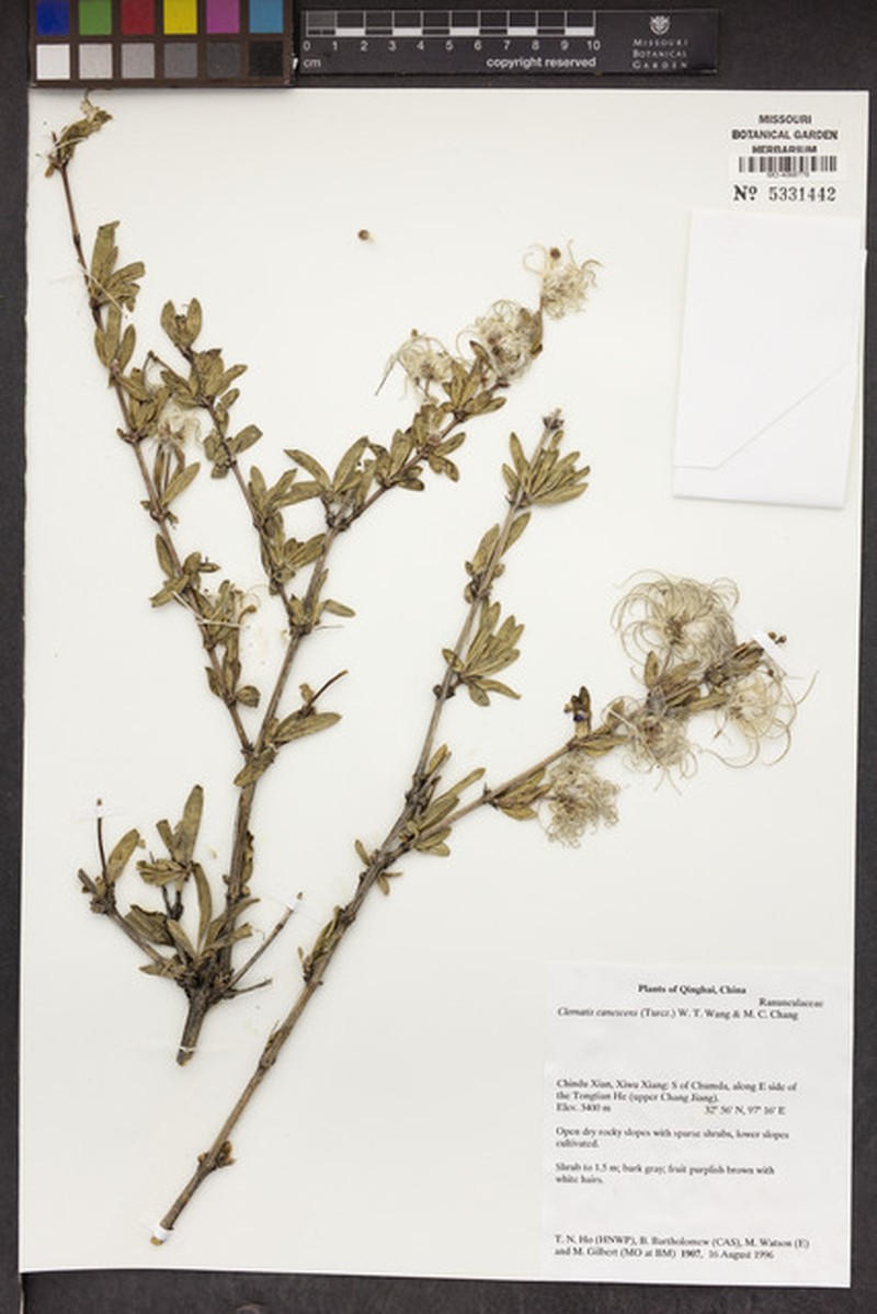 Clematis fruticosa var. canescens photo 2