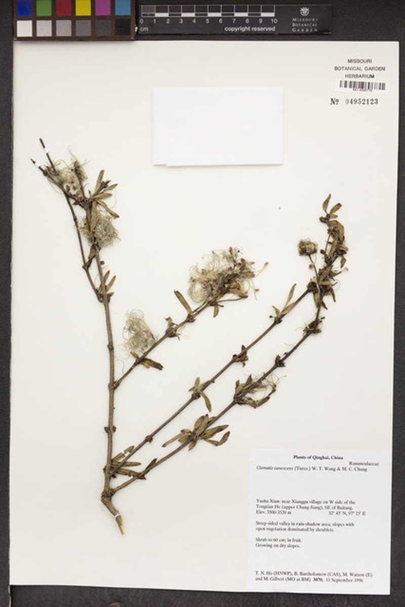 Clematis fruticosa var. canescens photo 3