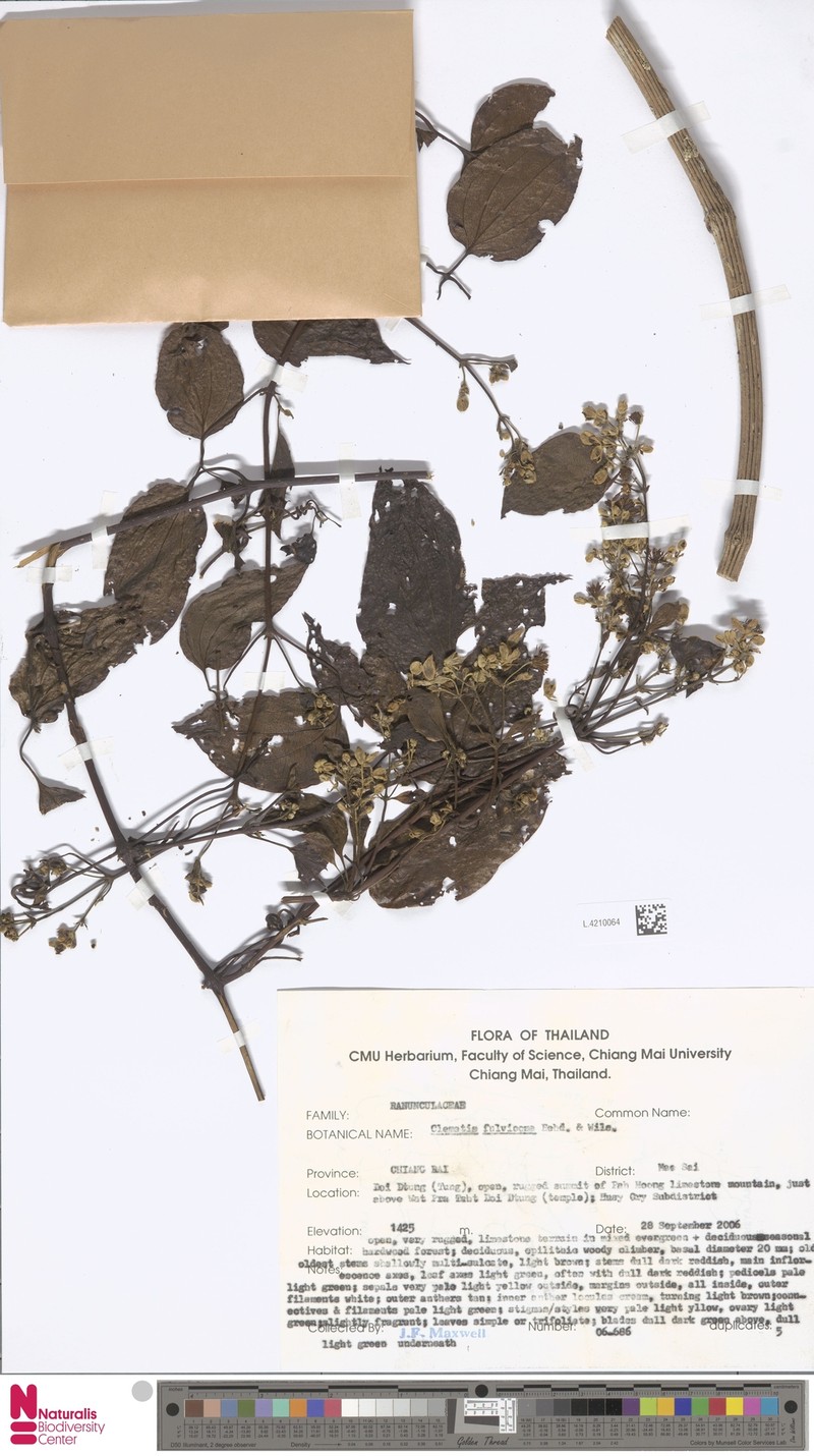 Clematis fulvicoma