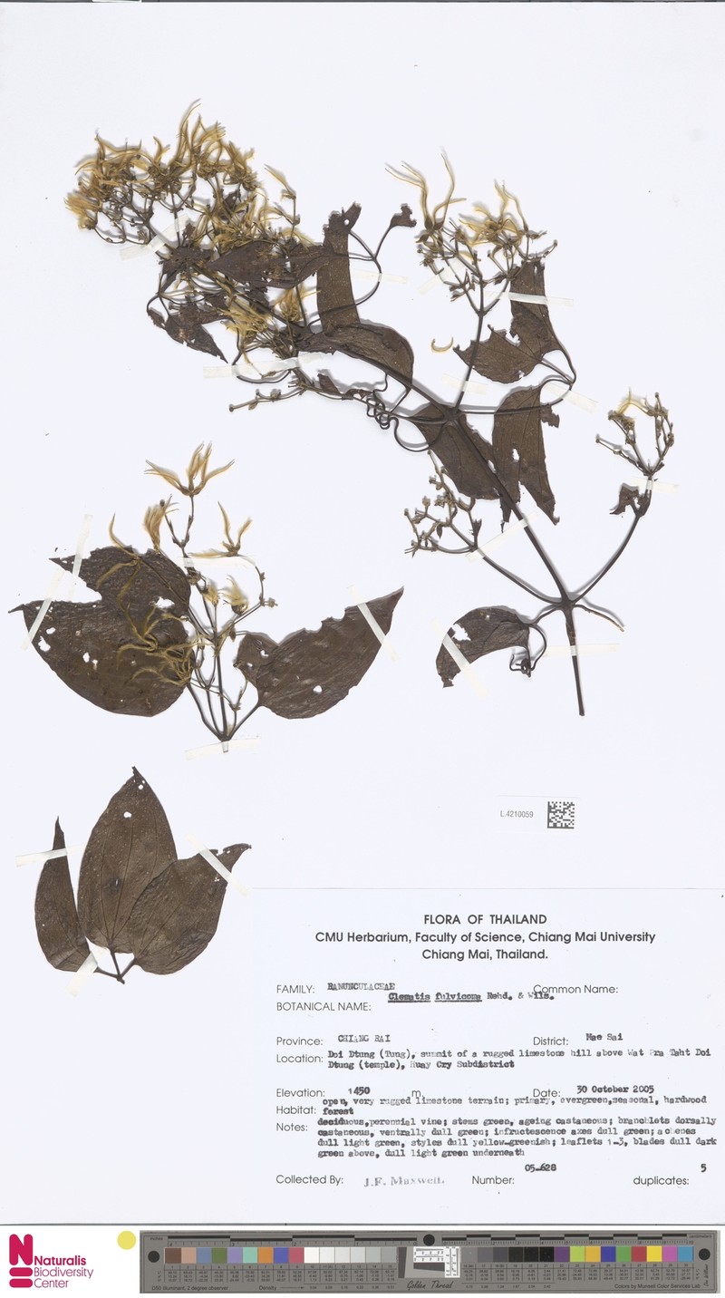 Clematis fulvicoma photo 3