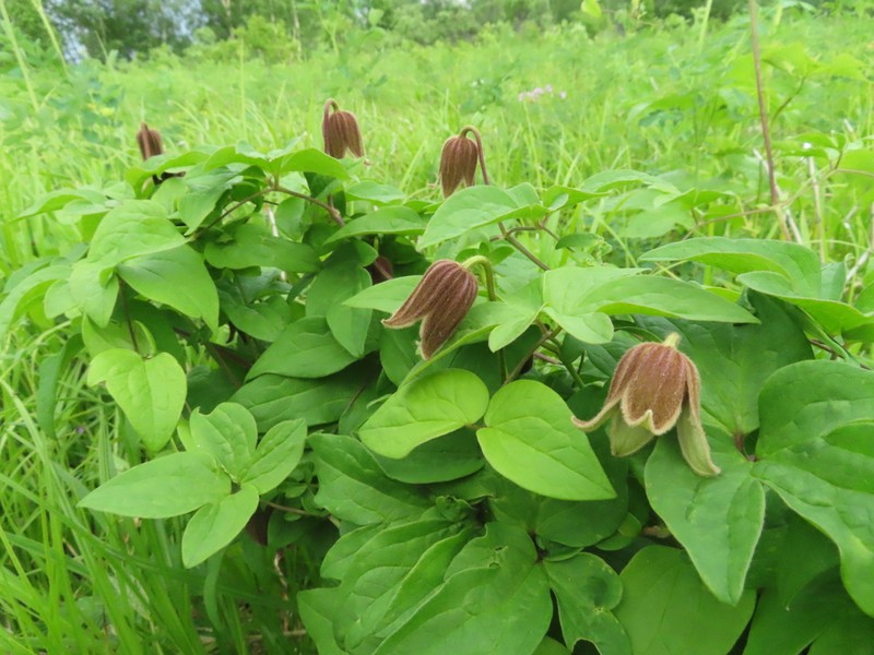 Clematis fusca photo 2