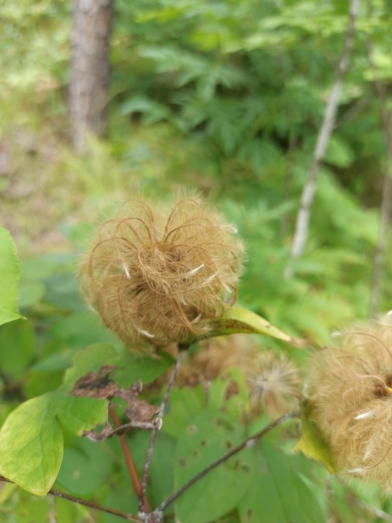Clematis fusca photo 3