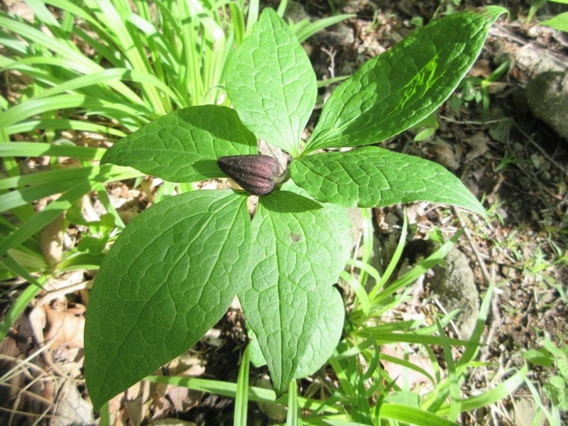 Clematis fusca photo 4