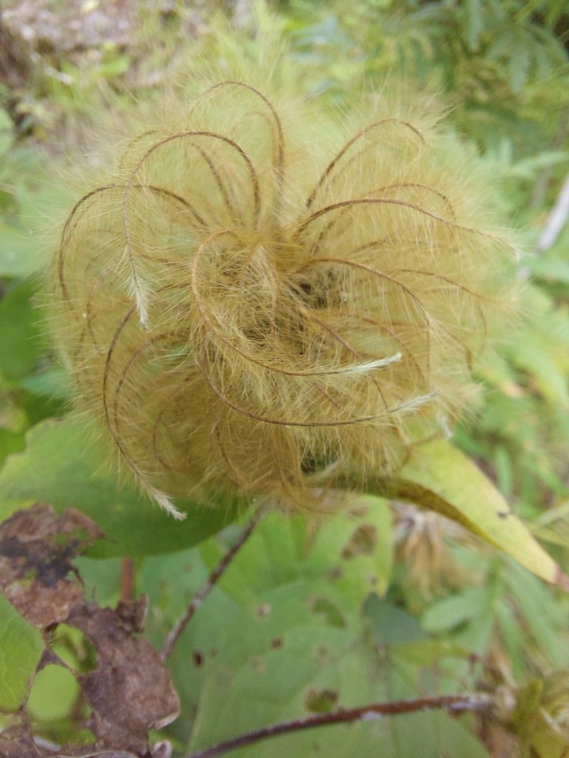 Clematis fusca photo 6