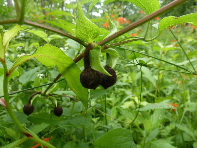 Clematis fusca photo 7
