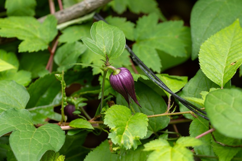 Clematis fusca photo 8