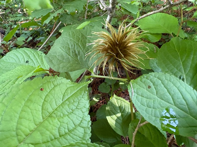 Clematis fusca var. flabellata
