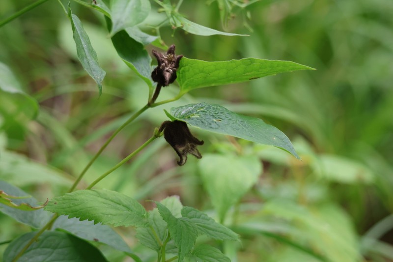 Clematis fusca var. flabellata photo 2