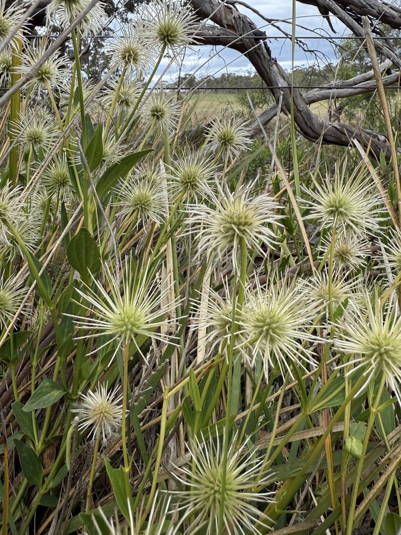 Clematis gentianoides