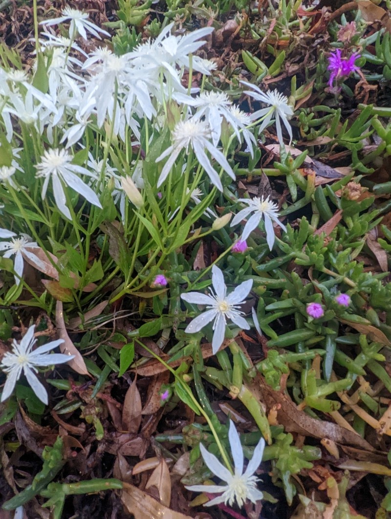 Clematis gentianoides photo 2