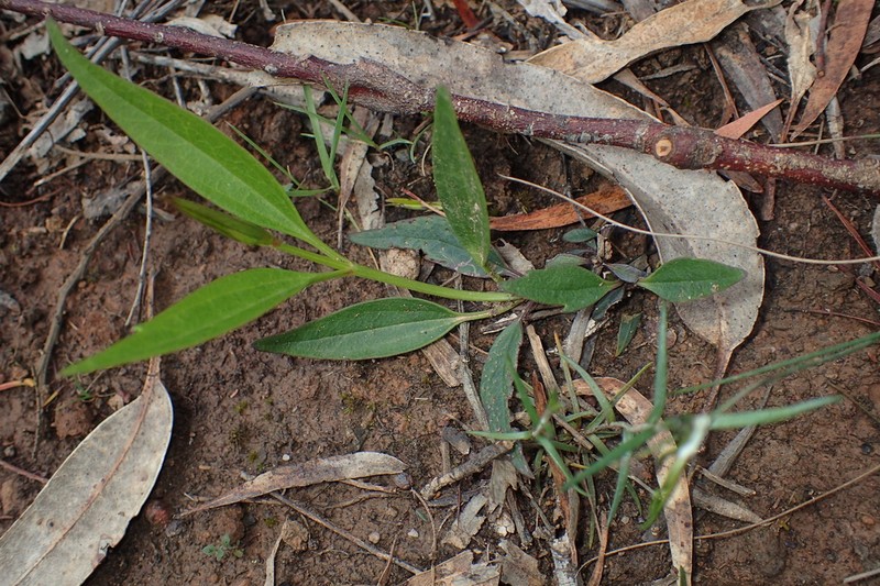 Clematis gentianoides photo 3