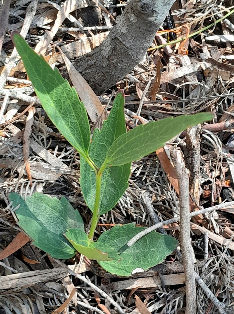 Clematis gentianoides photo 5