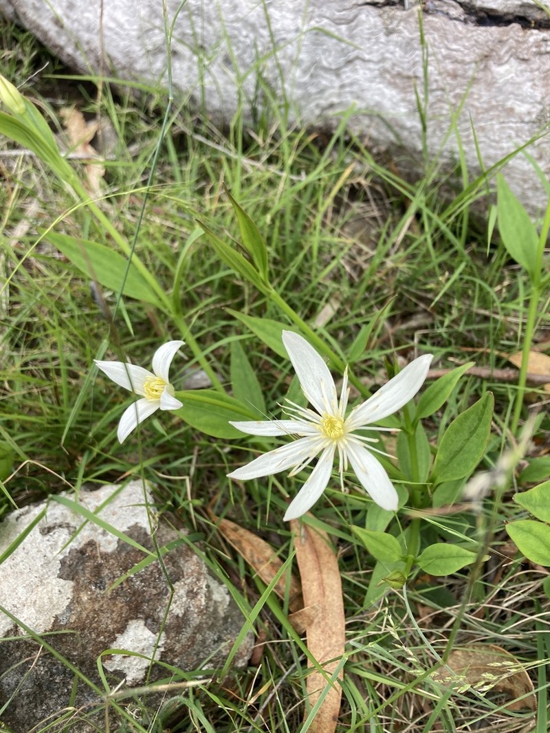 Clematis gentianoides photo 6