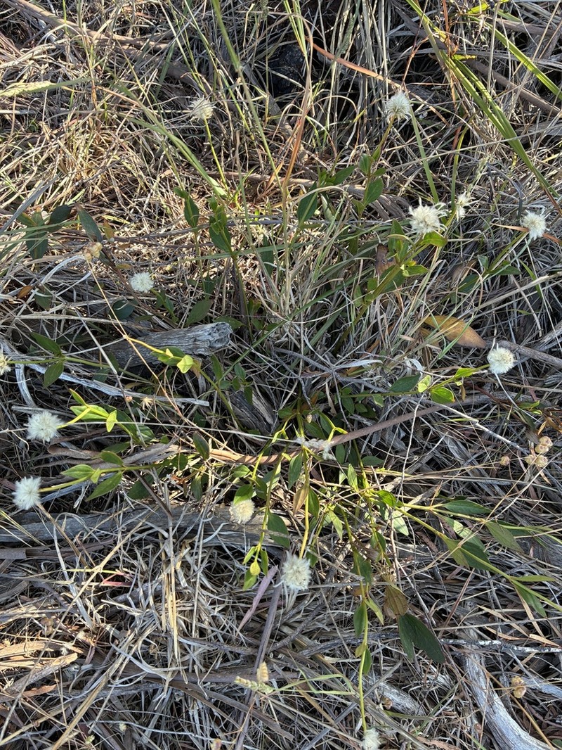 Clematis gentianoides photo 8