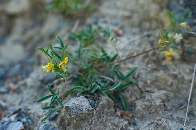 Clematis glauca