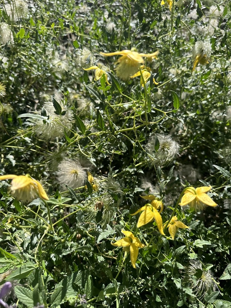 Clematis glauca photo 2