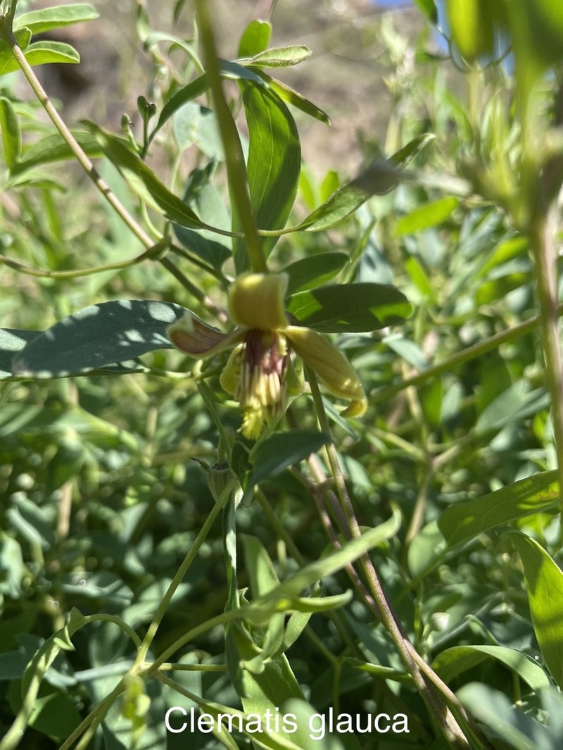 Clematis glauca photo 3