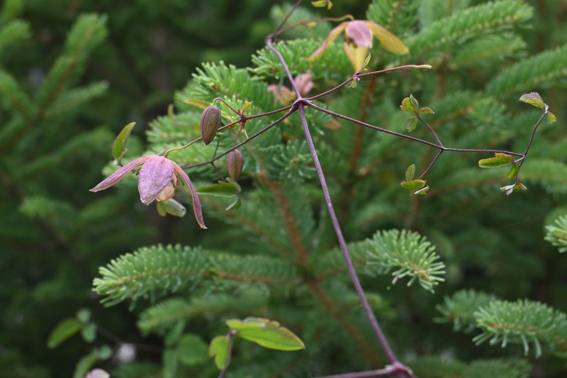 Clematis glauca photo 4