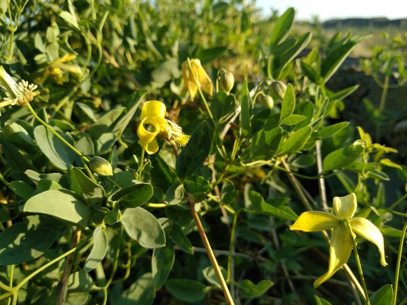 Clematis glauca photo 5