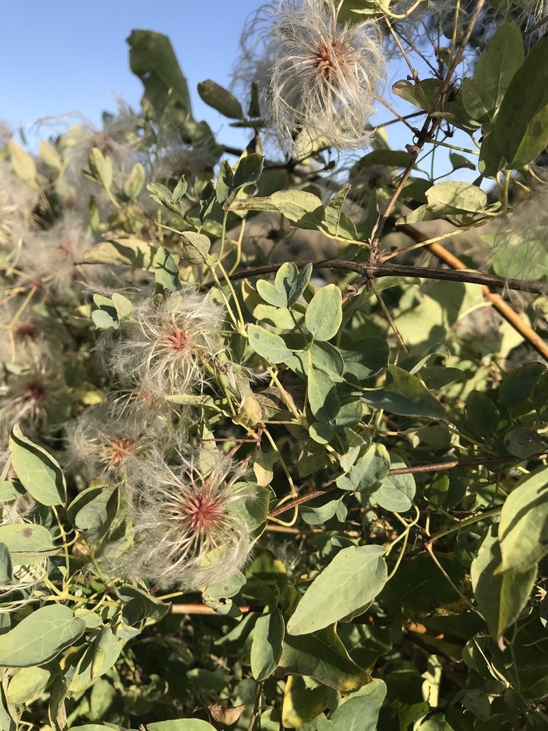 Clematis glauca photo 6