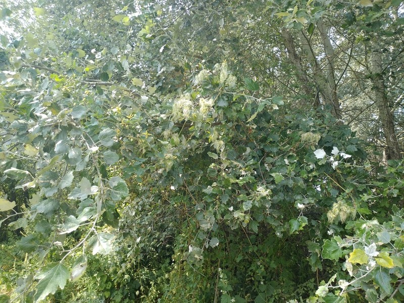 Clematis glauca photo 7
