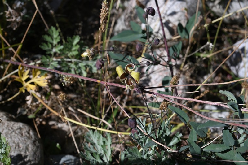 Clematis glauca photo 8