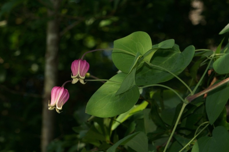 Whiteleaf Leather Flower