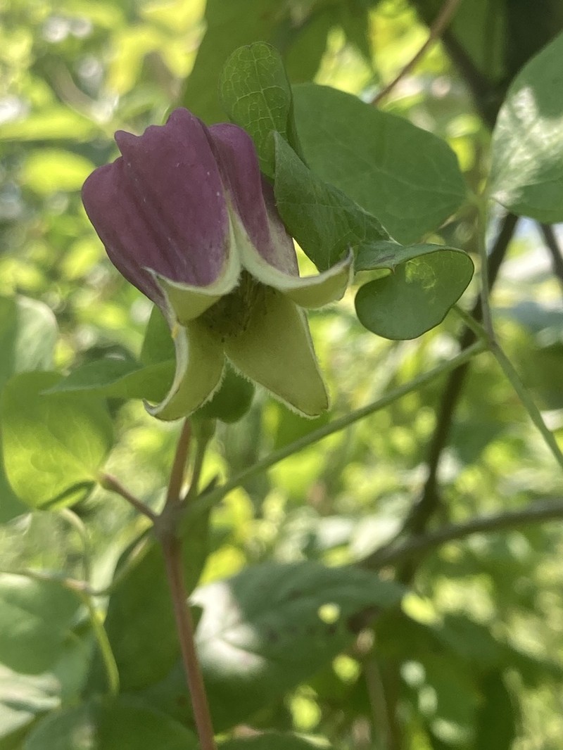 Whiteleaf Leather Flower photo 5