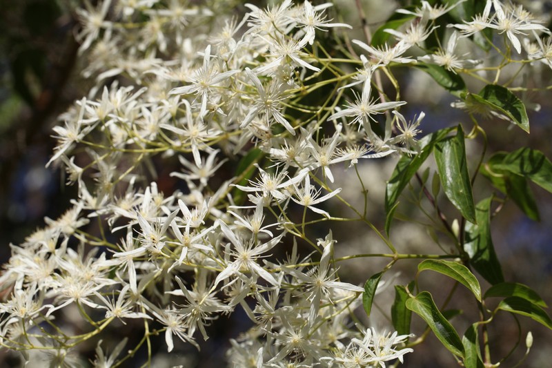 Clematis glycinoides