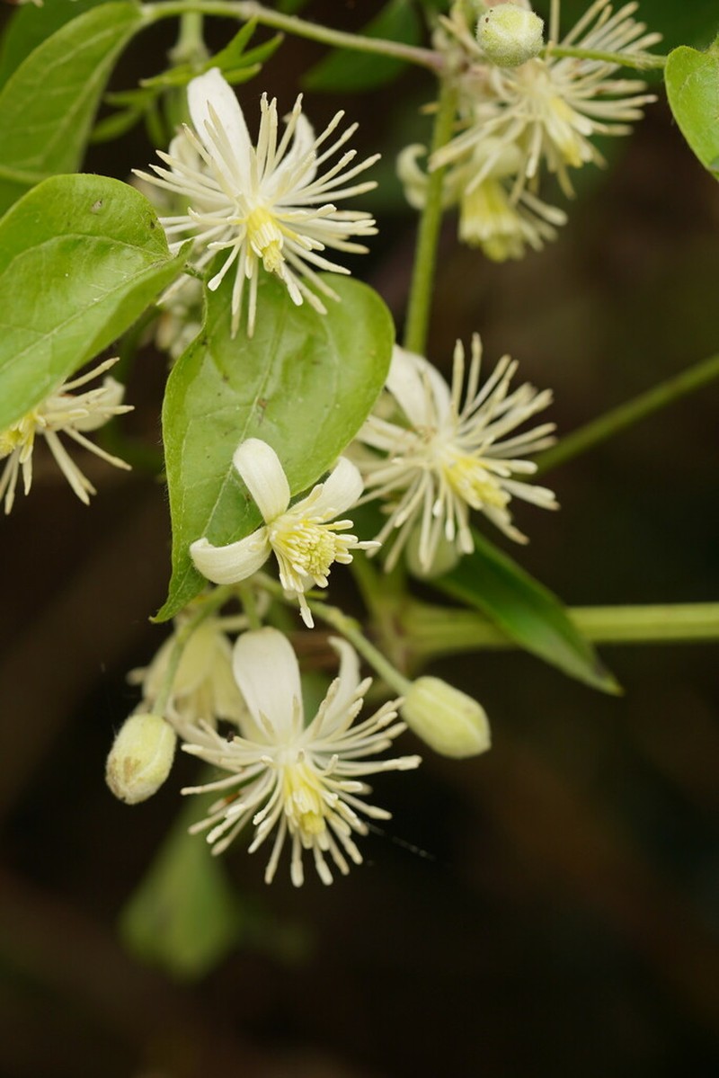 Clematis glycinoides photo 2