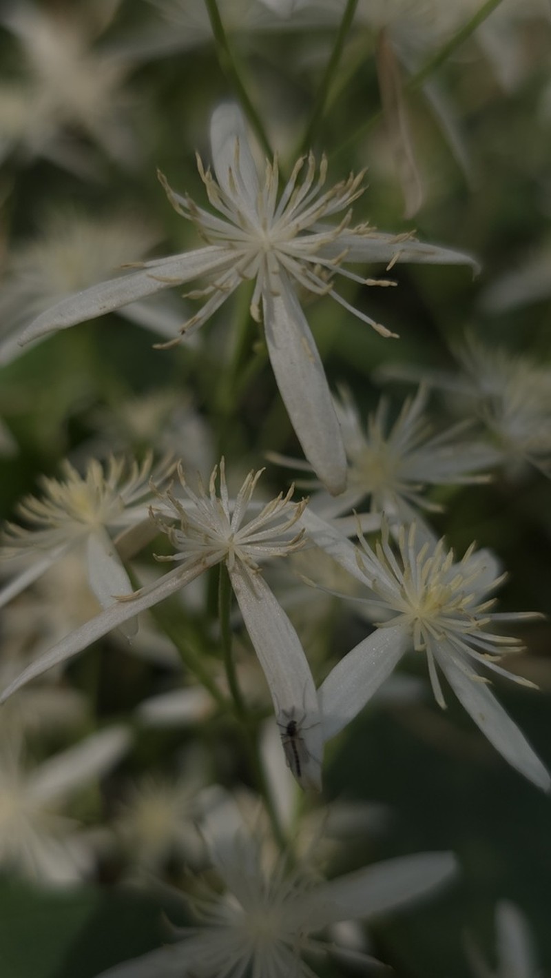 Clematis glycinoides photo 3
