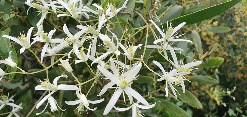 Clematis glycinoides photo 4