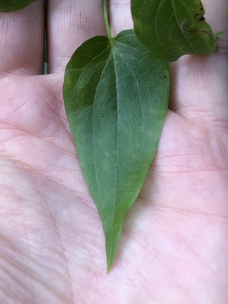 Clematis glycinoides photo 5